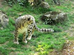 149 BIO PARC DE DOUE LA FONTAINE 3- 2016_000015